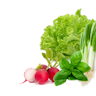 Зелени салати и ротквици
